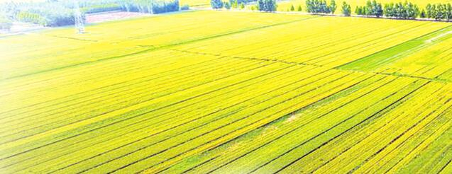 運(yùn)城市黃河灘小麥基地。馬小梅攝