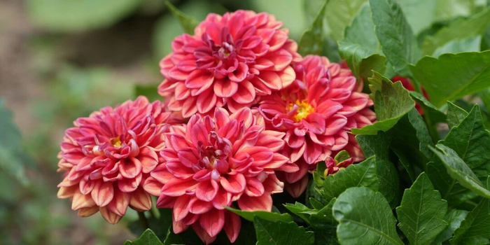 包頭市鋼鐵大街沿線的小麗花。賈榮 攝