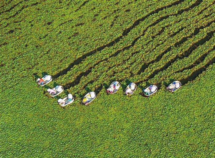     近日，村民在江苏省泰州市海陵区苏陈镇张家院社区采摘菱角。    新华社发
