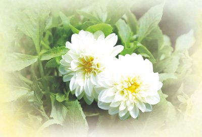 小麗花新品種。賈榮 攝