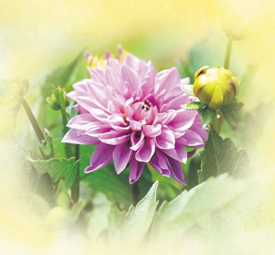 包頭市鋼鐵大街沿線的小麗花。賈榮 攝