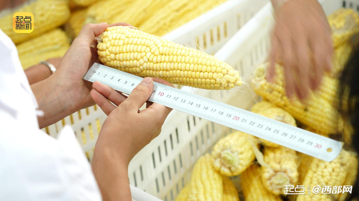 正在裝筐的寧陜嶺娃糯玉米