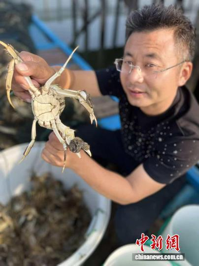 王峥展示刚捕捞上来的阳澄湖大闸蟹。中新网记者 钟升 摄