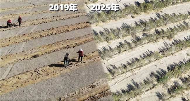 图注:蚂蚁森林102号林航拍对比