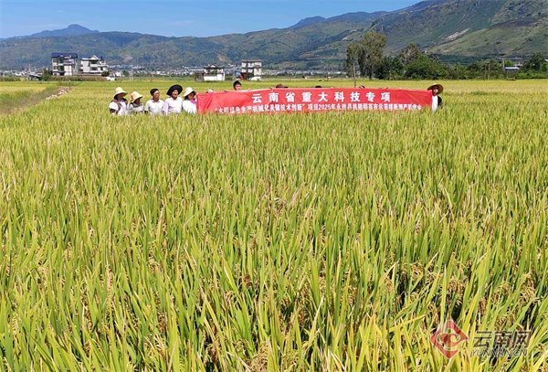 平均畝產(chǎn)926.53千克！永勝水稻綠色輕簡栽培技術(shù)百畝示范再創(chuàng)高產(chǎn)