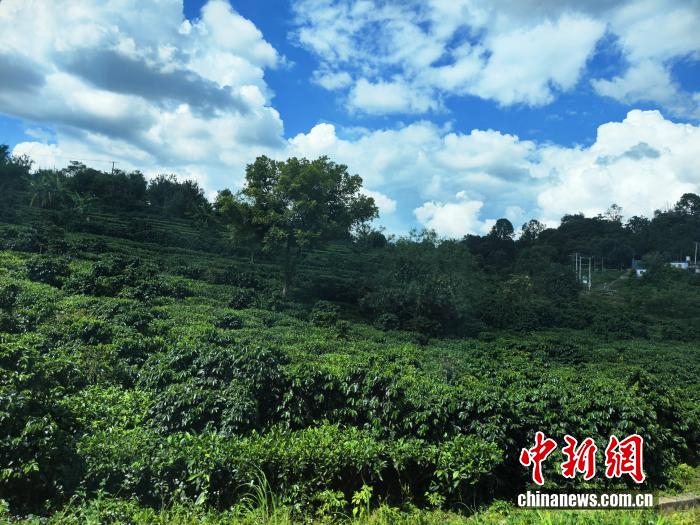 中老铁路沿线的云南风光。中新网 刘越 摄 