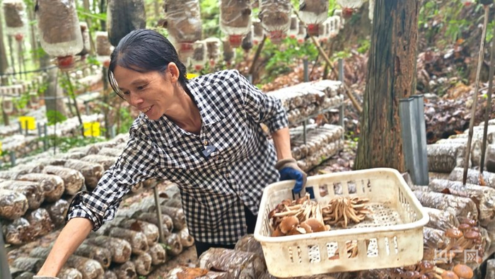 【逐“綠”而行 贛鄱生“金”】江西廣昌：林下生“金” 綠海淘“寶”