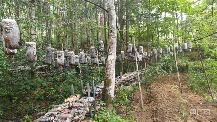 廣昌縣旴江生態(tài)公益林場菌菇基地（央廣網(wǎng)記者 郇康新 攝）