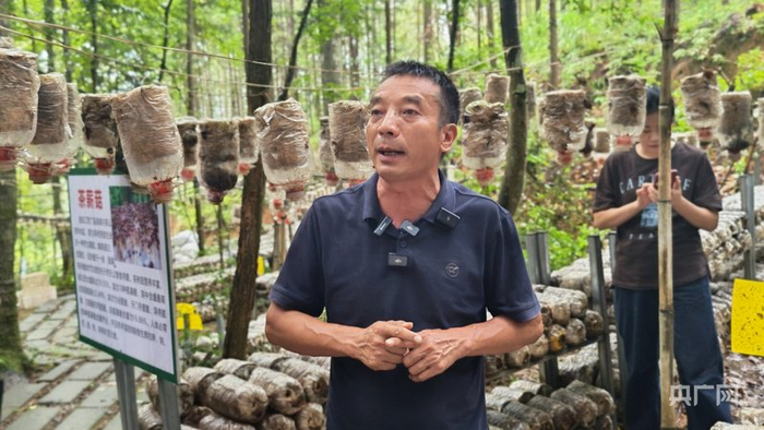 謝遠(yuǎn)財介紹林場菌菇種植情況（央廣網(wǎng)記者 郇康新 攝）