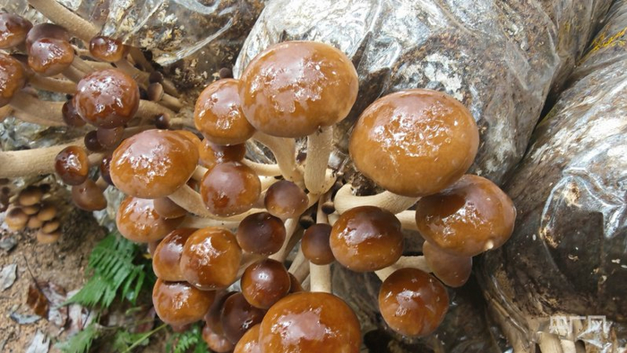 雨后林場茶樹菇成熟待摘（央廣網(wǎng)記者 郇康新 攝）