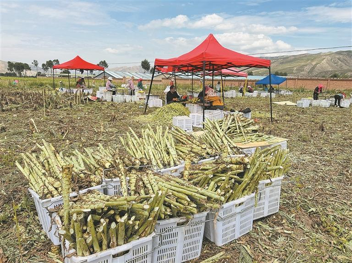 工人們在地里進(jìn)行貢菜初加工。顧植霞?潘玲?攝