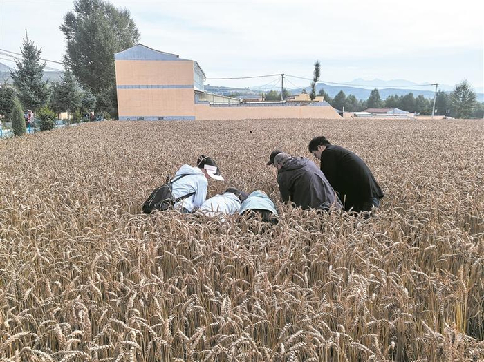 【一線故事】青春108：旱地崛起“千斤麥”