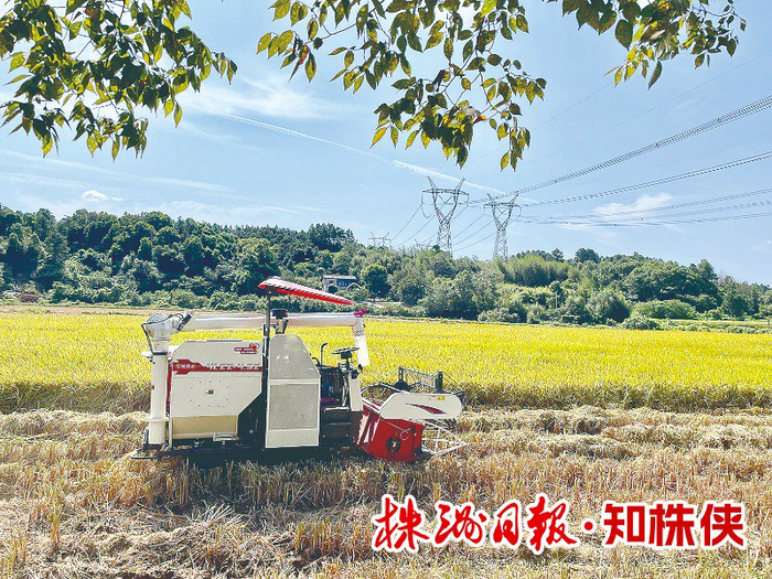 无人驾驶收获机在株洲天元区稻田收获水稻（资料图）。 记者/杨如 摄