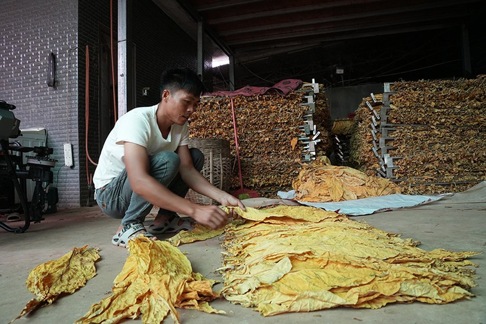 饒正斌在分揀煙葉（8月21日攝）。