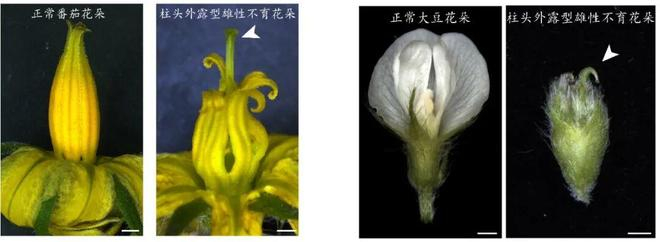 图2. 基因编辑快速创制柱头外露型雄性不育材料（图片来源：张廷浩 谢跃）