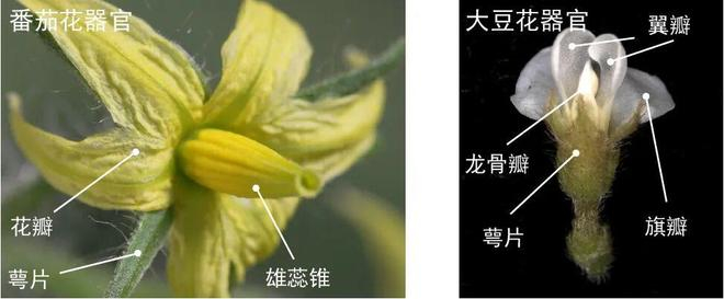 图1. 野生番茄和大豆花器官的形态（图片来源：张廷浩 谢跃）