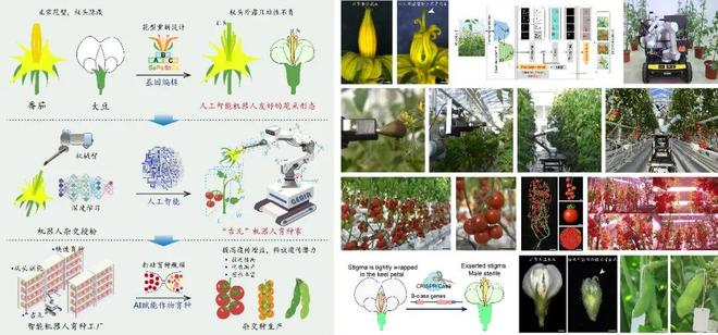 图4.作物花型重塑与AI机器人协同设计实现智能自动化杂交育种（图片来源：谢跃 张廷浩）