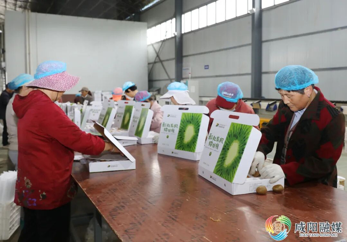 武功县长宁镇的陕西爱奇异农业科技有限公司，工人们正将刚刚采摘的猕猴按照规格进行装箱。