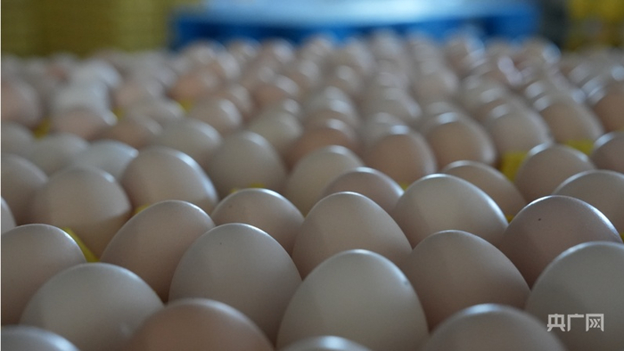 偏关优良的生态环境赋予农产品好品质（央广网记者  张晋鹏  摄）