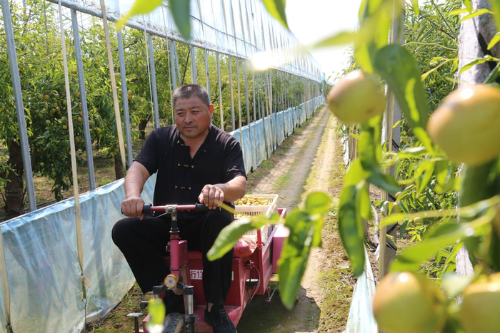 枣农将冬枣装车运出大棚。沾化区委宣传部供图