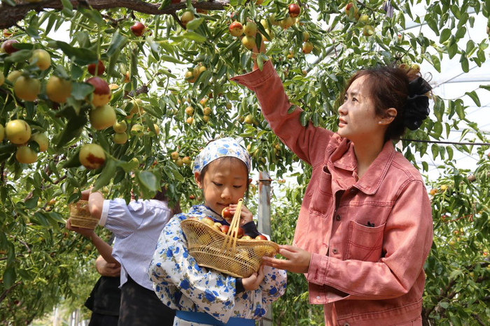 在沾化区黄升镇大新村“沾化冬枣”新品种示范推广基地，游客在采摘冬枣。沾化区委宣传部供图
