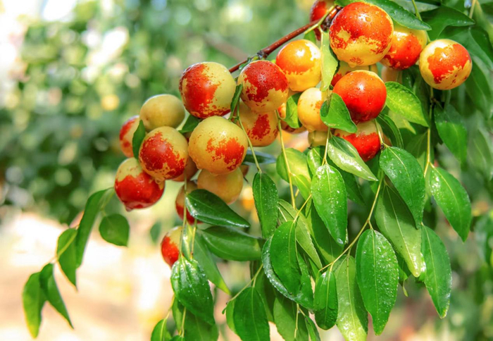 沾化冬枣挂满枝头。沾化区委宣传部供图