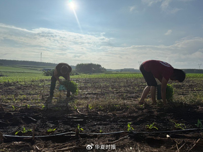 夕阳下，两名残疾人农户在地里种植玉米。