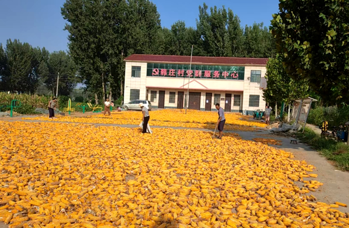 新乡市封丘县王村乡韩庄村群众在文化广场上晾晒秋粮。罗菲摄