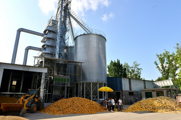 平顶山汝州市喜耕田合作社院内，大型烘干设备正在满负荷运转。宋乐义摄