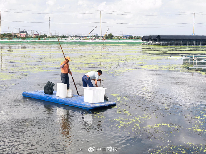 工作人员正在蟹塘捕捞大闸蟹。