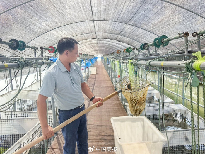 江苏兴化板桥故里水产品养殖公司工作人员正在捞蟹。