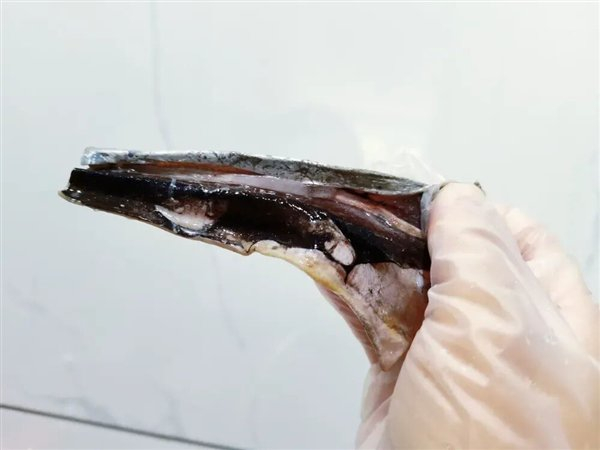 图：带鱼腹腔黑膜（自己拍的）