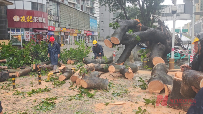 工作人员清理深圳街头倒伏大树 图片来源：每经记者 孔泽思 摄