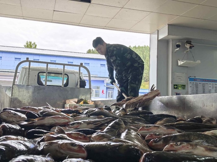 活鱼装满车