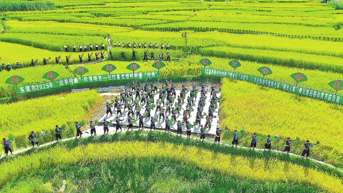 哈尼族群众载歌载舞庆丰收。 本报通讯员 田双燕 摄