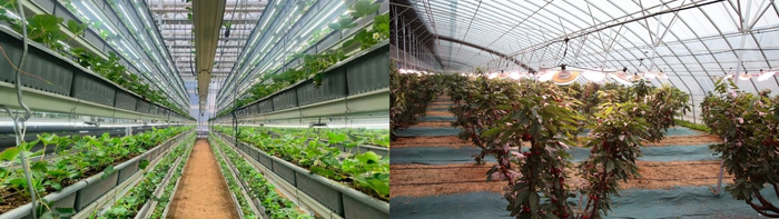 現(xiàn)代農(nóng)業(yè)產(chǎn)業(yè)園內(nèi)的草莓溫室大棚（左）和櫻桃溫室大棚（右）（央廣網(wǎng)發(fā) 受訪者供圖）