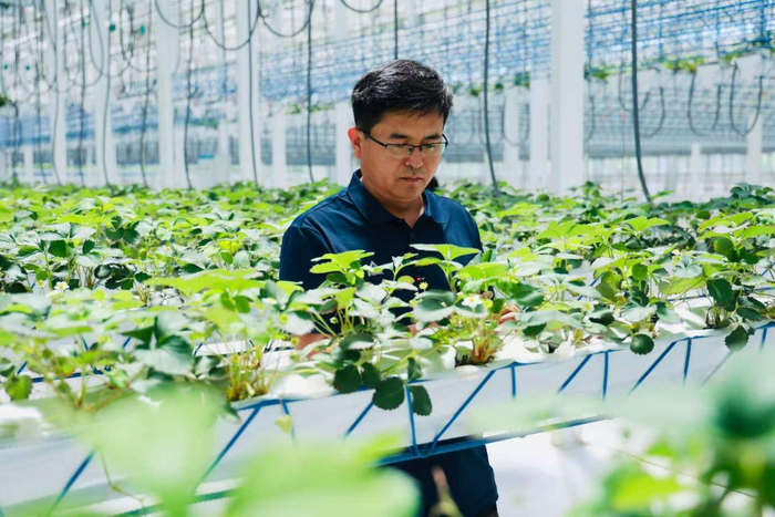 張玉兵在玻璃棚查看草莓長(zhǎng)勢(shì)情況（央廣網(wǎng)發(fā) 受訪者供圖）