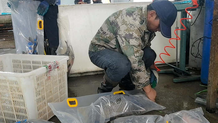 活鱼注氧“保鲜”