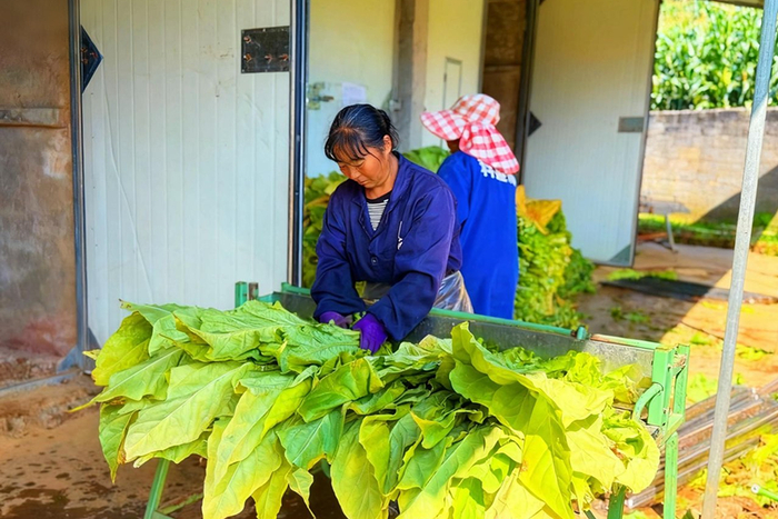 云南麻栗坡：山窩里的“金”答卷