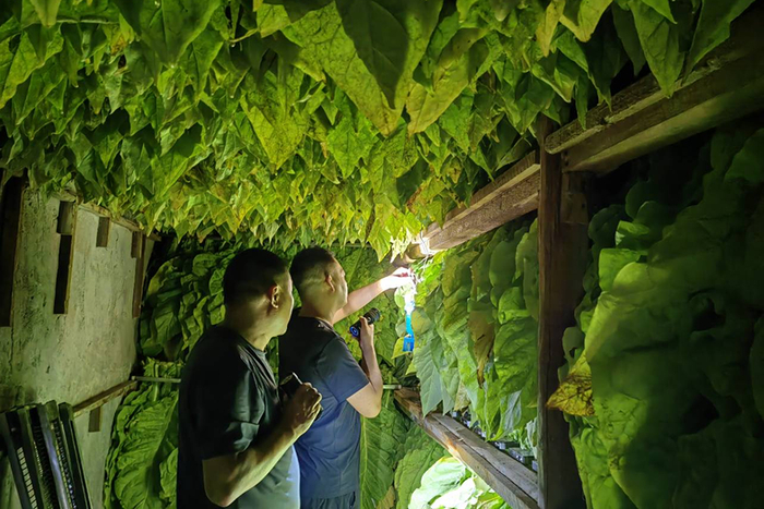 大坪煙葉收購(gòu)站負(fù)責(zé)人正在查看受災(zāi)煙葉烘烤情況（7月15日攝）。