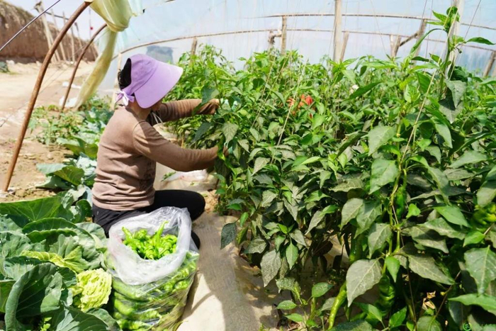 ??三合村村民正在采摘辣椒。新華社發(fā)（靖遠(yuǎn)縣融媒體中心供圖）