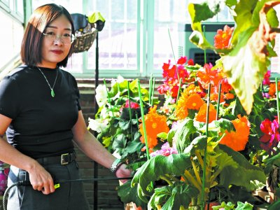     潘国微在给球根海棠浇水。李佳园/摄