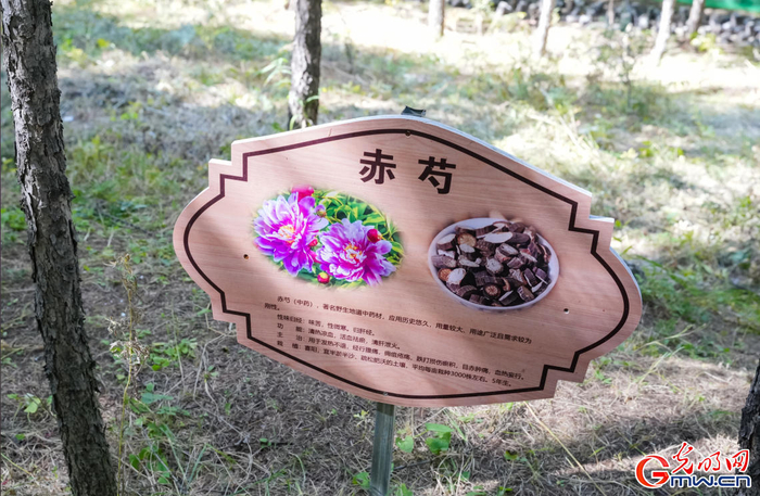 林间中药材赤芍标识牌 摄影/李鹏