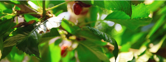 采摘基地里生機勃勃