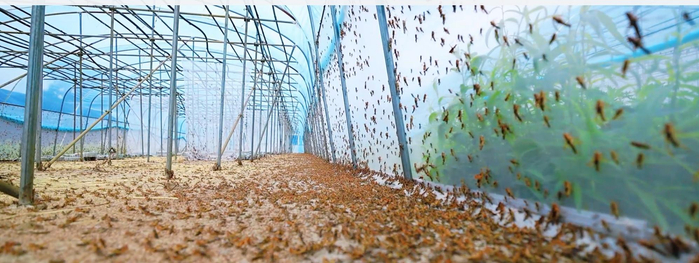 螞蚱養(yǎng)殖基地