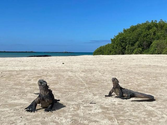 这是2月18日在厄瓜多尔加拉帕戈斯群岛拍摄的海鬣蜥（手机照片）。新华社记者孟宜霏摄