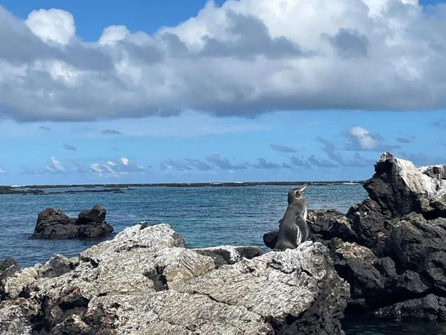 这是2月19日在厄瓜多尔加拉帕戈斯群岛拍摄的加拉帕戈斯企鹅（手机照片）。新华社记者孟宜霏摄
