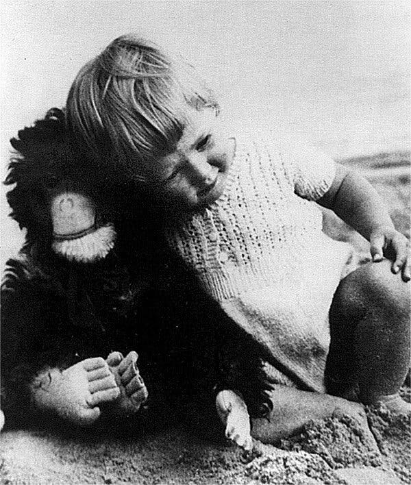 幼年的古道尔和“朱比利”图自JGI（简·古道尔研究会，下同）