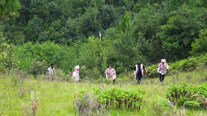 武定县融媒体中心 供图