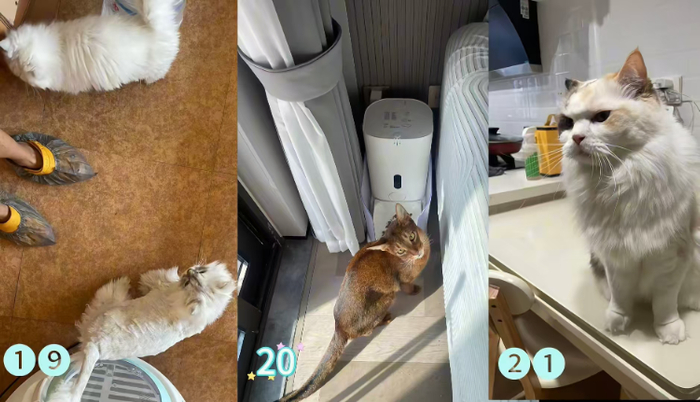2024年国庆期间，桓先生上门投喂的部分猫咪。受访者供图